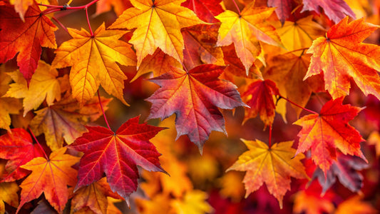 L'automne est là !